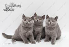 Роскошные британские голубые котята